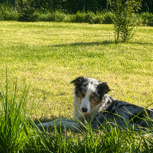 Beau, Beau uit Midwoud zoekt een Hondenoppas