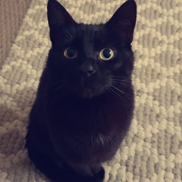 Floyd uit Utrecht zoekt een Kattenoppas