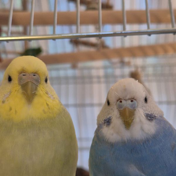 Lulu and moonie uit The Hague zoekt een Vogeloppas