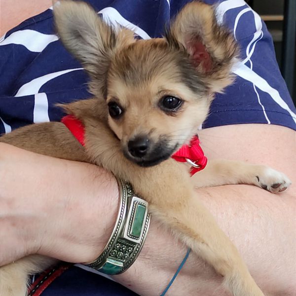 Chico uit Drachten zoekt een Hondenoppas