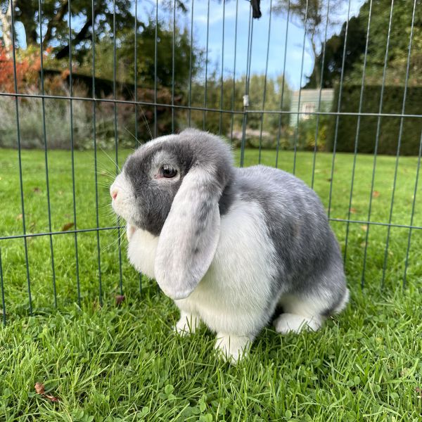 Coco, Toto uit Zutphen zoekt een Knaagdierenoppas