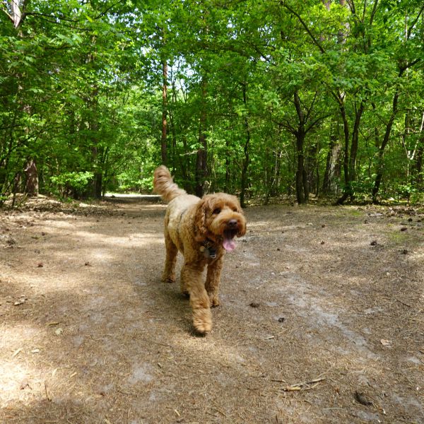 Morris uit Helmond zoekt een Hondenoppas