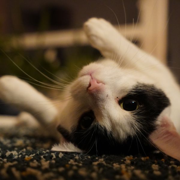Semmie uit Groningen zoekt een Kattenoppas