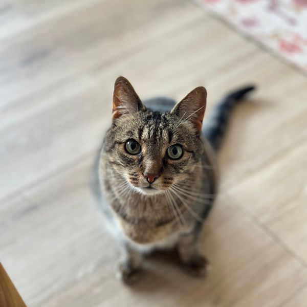 Rossi uit Teteringen zoekt een Kattenoppas