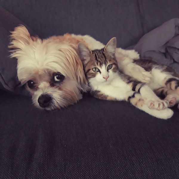 Milo, Tommie uit Bosschenhoofd zoekt een huisdierenoppas