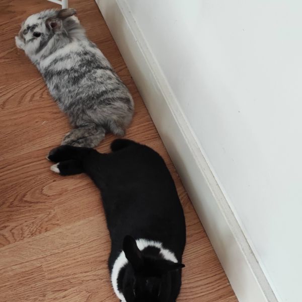 Bennie, Truus uit Den Haag zoekt een Knaagdierenoppas