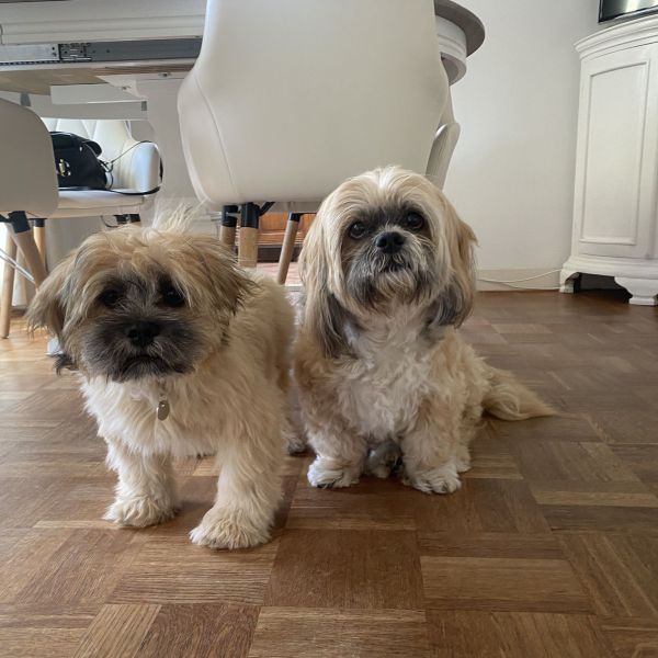 Boris, Gijs uit Driehuis zoekt een Hondenoppas