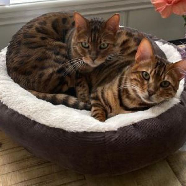 Freddie & Koosje uit Den Haag zoekt een Kattenoppas