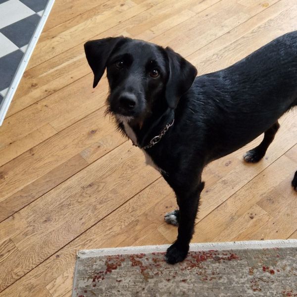 Frodo uit Rijnsburg zoekt een Hondenoppas