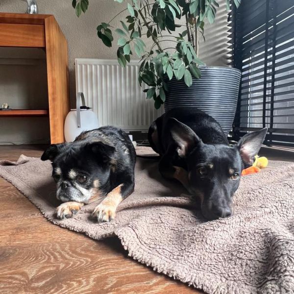 Moshi, Jaycie uit Tilburg zoekt een Hondenoppas