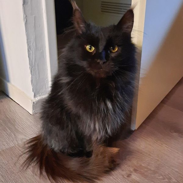 Freya uit Leuth zoekt een Kattenoppas