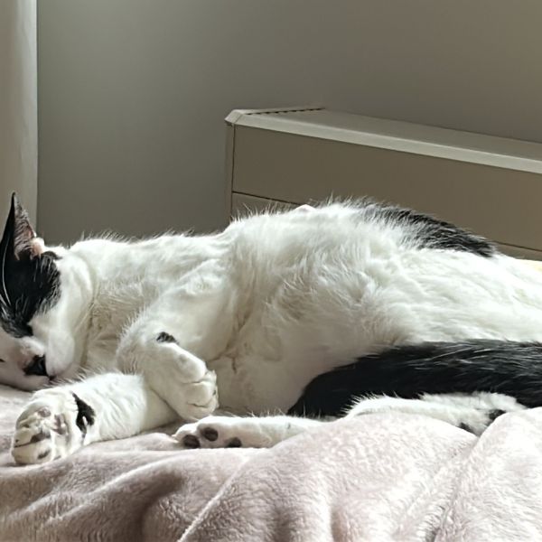 Jan uit Voorburg zoekt een Kattenoppas
