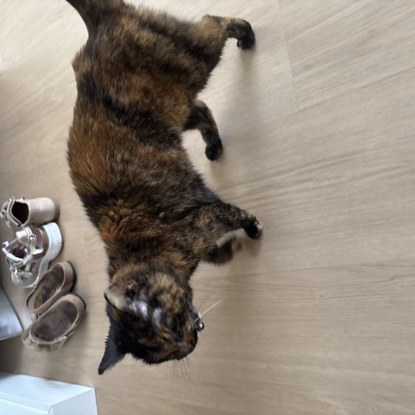 Pebbles uit Lochem zoekt een Kattenoppas