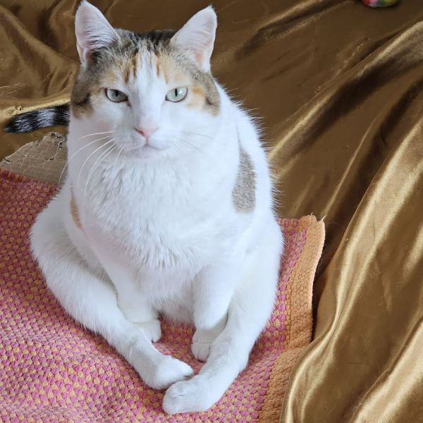 Bambino, Poef, Fizzy uit Amsterdam zoekt een Kattenoppas