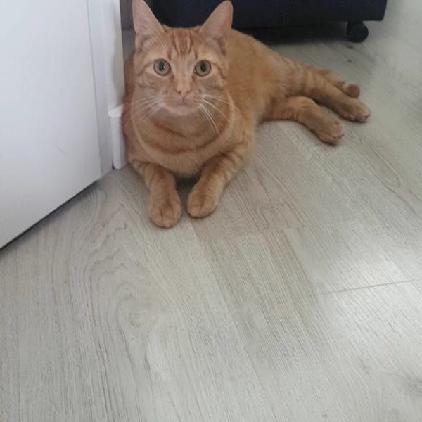 Chester, Marley uit Papendrecht zoekt een Kattenoppas