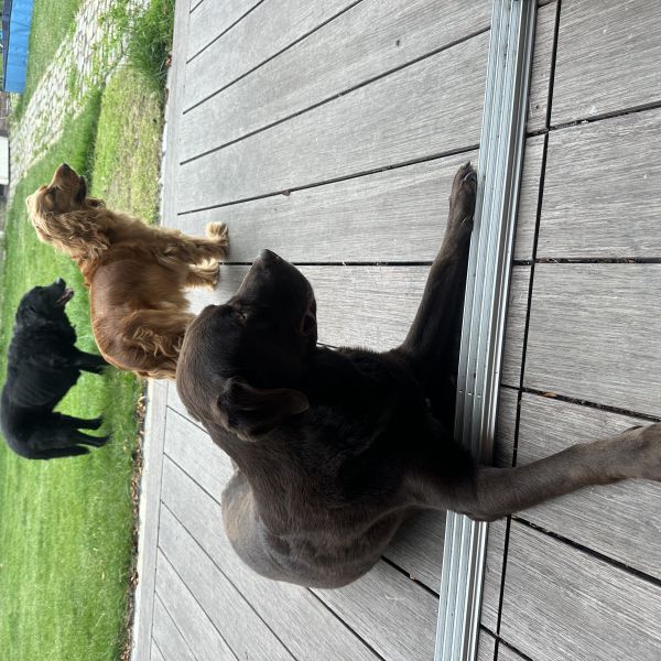 Boss dolly en guus uit Eindhoven zoekt een Hondenoppas