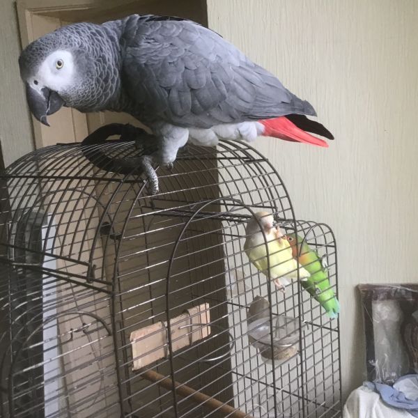 Cockje uit Den Haag zoekt een Vogeloppas