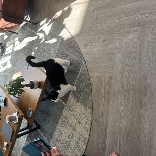Luna uit Zeewolde zoekt een Kattenoppas