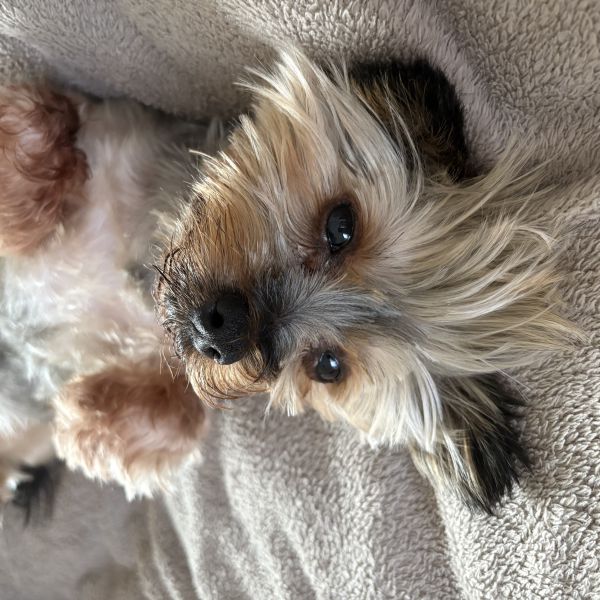 Maximus uit Castricum zoekt een Hondenoppas