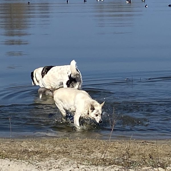 Yin en Juno uit Medemblik zoekt een Hondenoppas