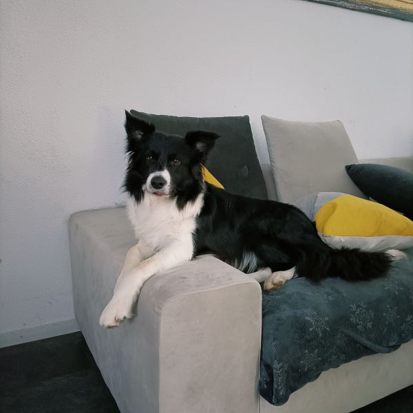 Benji uit Den Bosch zoekt een Hondenoppas