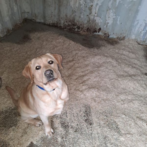 Bram uit Langeweg zoekt een Hondenoppas