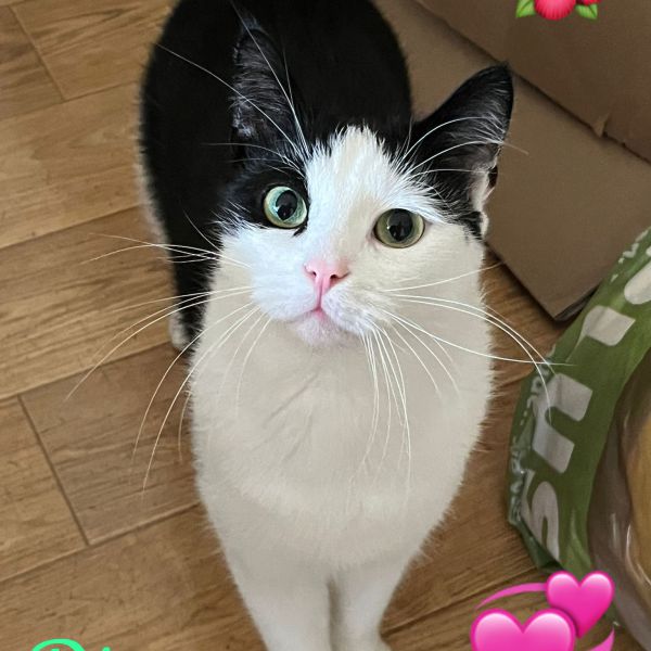 Diva uit Zoetermeer zoekt een Kattenoppas