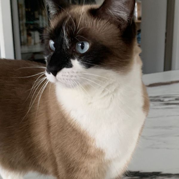 Mushu uit Hilversum zoekt een Kattenoppas