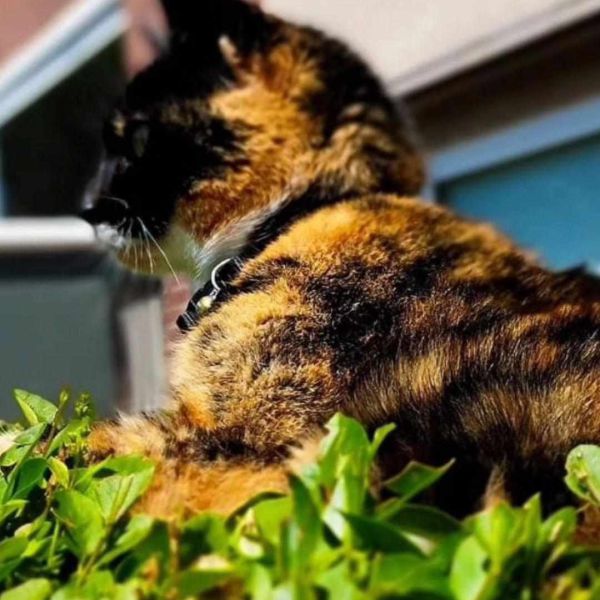 Kattenoppas Rowanne uit Beverwijk