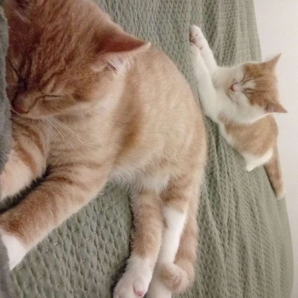 Bowie en micky uit Milsbeek zoekt een Kattenoppas
