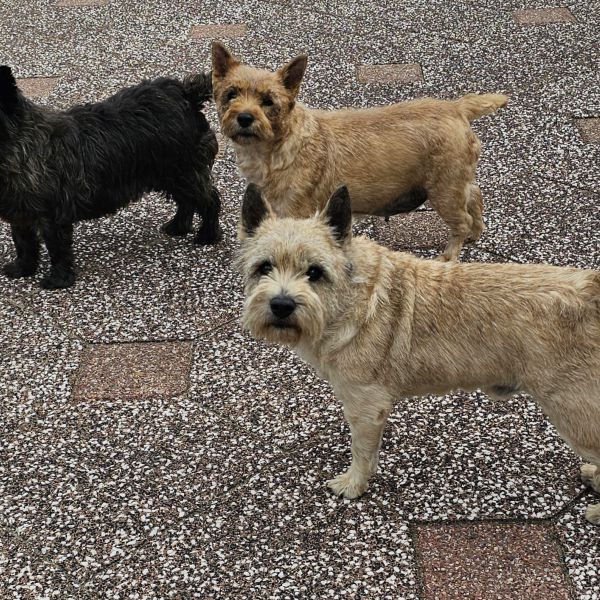 Bohdie Romy Maudje en Lilly, Lily, Romy uit Herpen zoekt een Hondenoppas