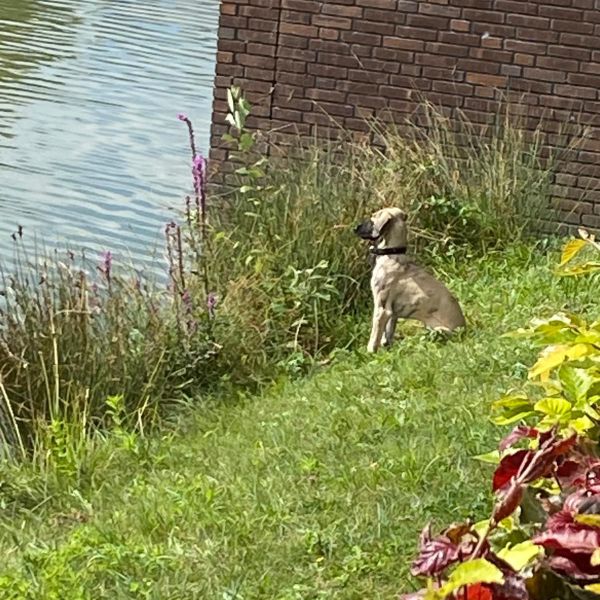 Milly uit Elst zoekt een Hondenoppas