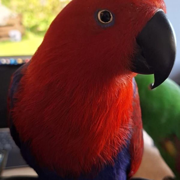 Ginny, Gino en Elmo en de baby uit Lelystad zoekt een Vogeloppas