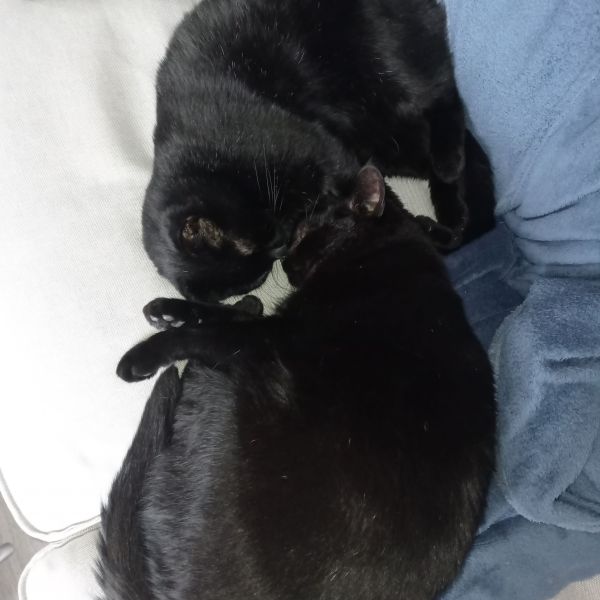 Harry hugo, Hugo harry uit Bergen Op Zoom zoekt een Kattenoppas