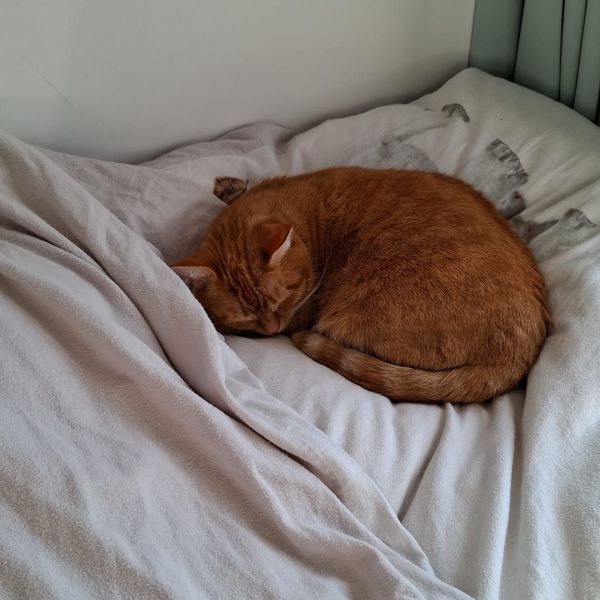 Pip, Woezel, Joep uit Bunnik zoekt een huisdierenoppas