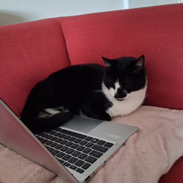 Pip uit Hasselt zoekt een Kattenoppas