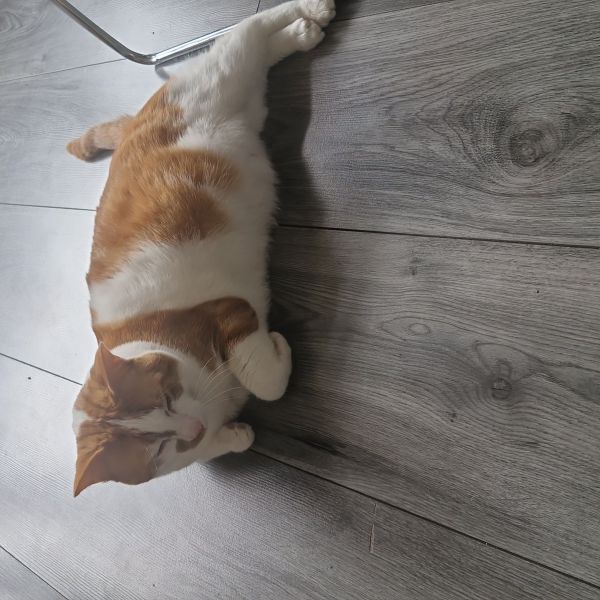 Miko uit Rotterdam zoekt een Kattenoppas