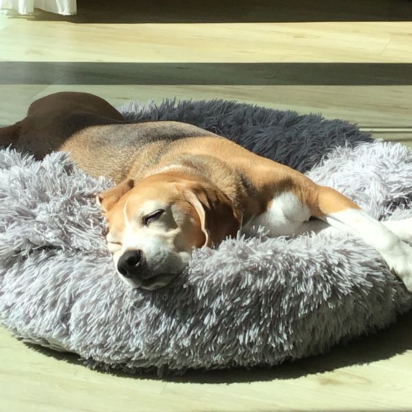 Bo, Norah uit Nes zoekt een huisdierenoppas