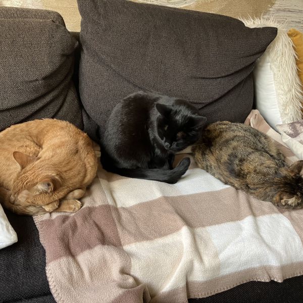 Luiz Lizzy en Lucca uit Hengelo, Gld zoekt een Kattenoppas