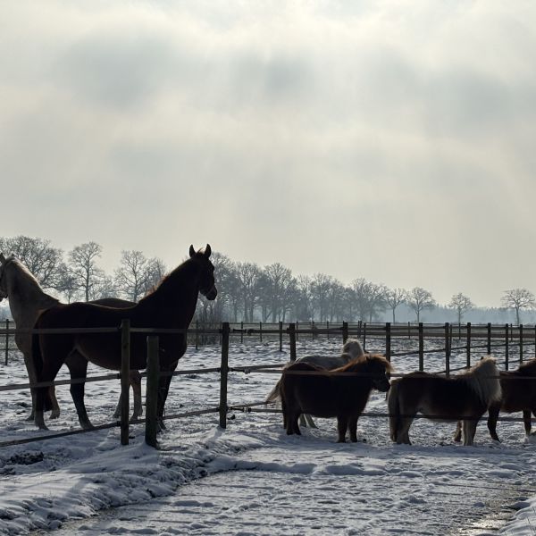 Paarden, Cavia’s, Ratten uit Makkinga zoekt een huisdierenoppas