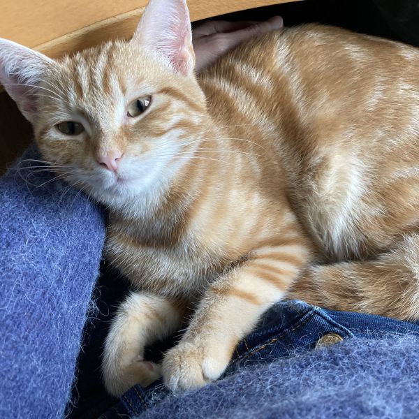 Charlie uit Uithoorn zoekt een Kattenoppas