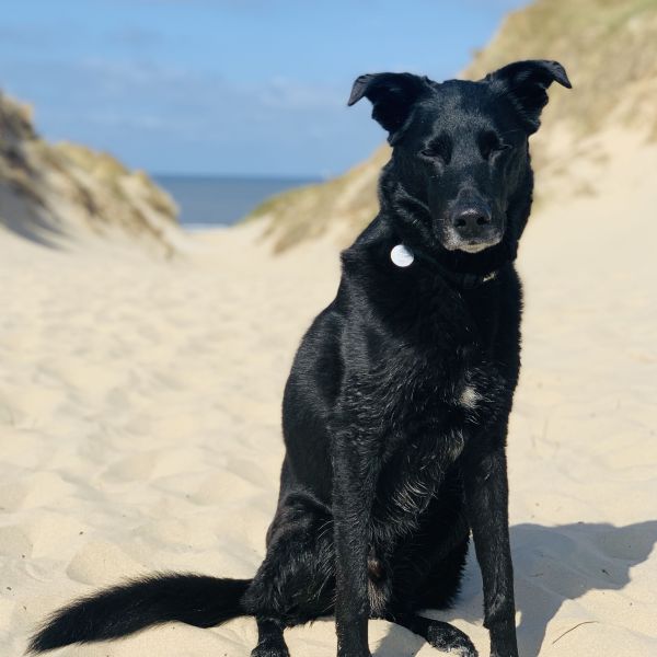 Ginny uit Egmond Aan Den Hoef zoekt een Hondenoppas