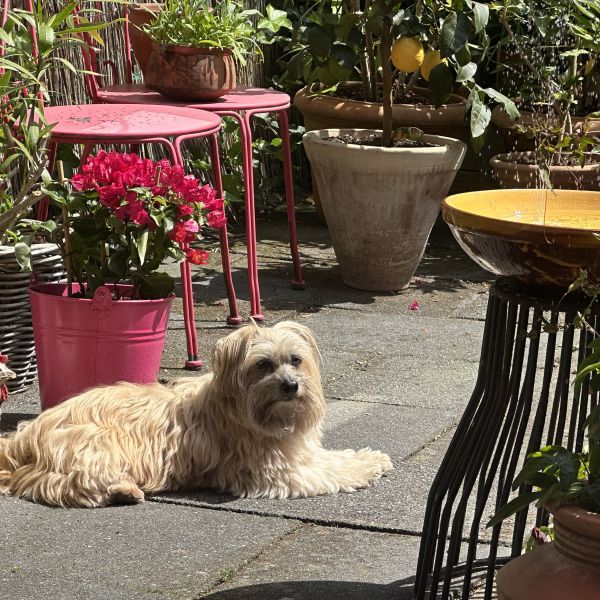 Sammie uit Hardenberg zoekt een Hondenoppas
