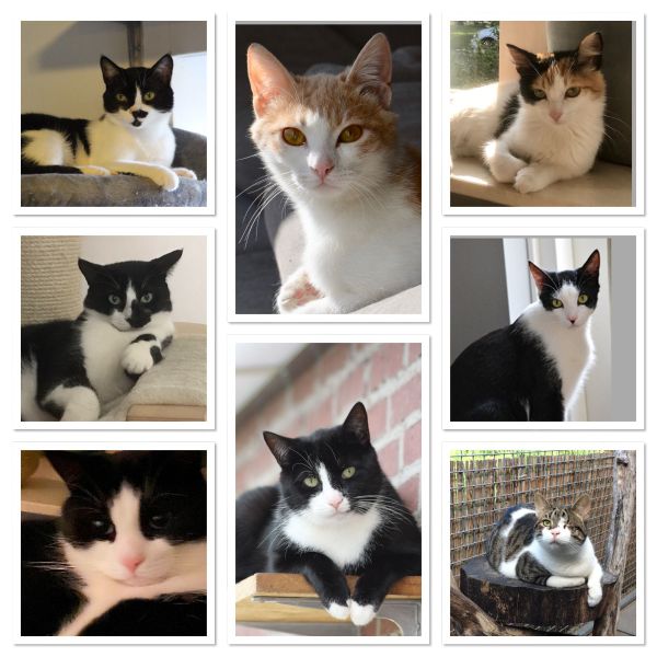 Kattenoppas Heidi uit Gemert