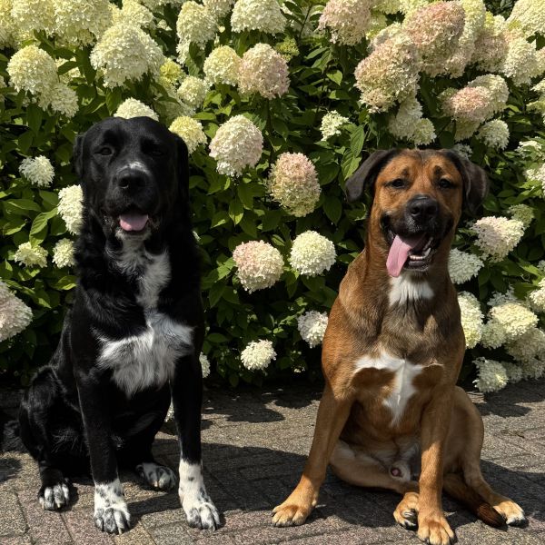 Gijs en Rosco uit Nijkerk zoekt een Hondenoppas
