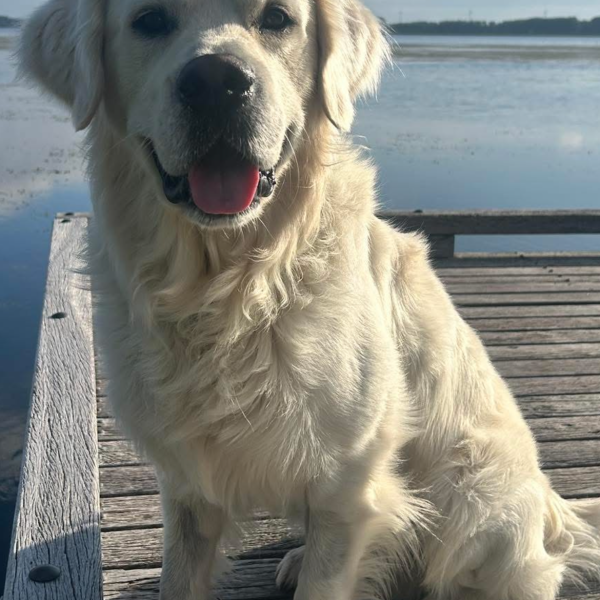 Joep uit Huizen zoekt een Hondenoppas