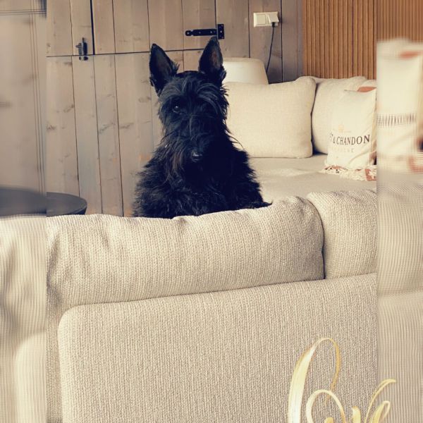 Lodewijk, Roderick, Ziggy uit Goes zoekt een huisdierenoppas