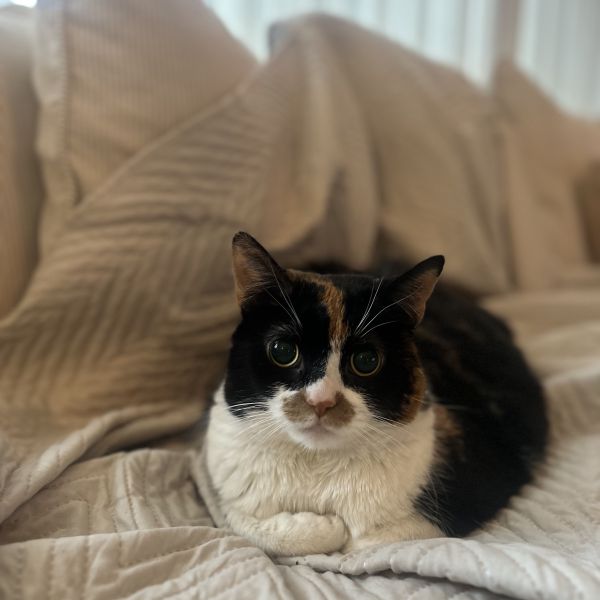 Milly uit Den Helder zoekt een Kattenoppas