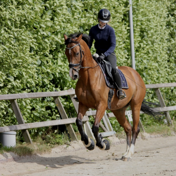 Huisdierenoppas Helena uit Hoorn
