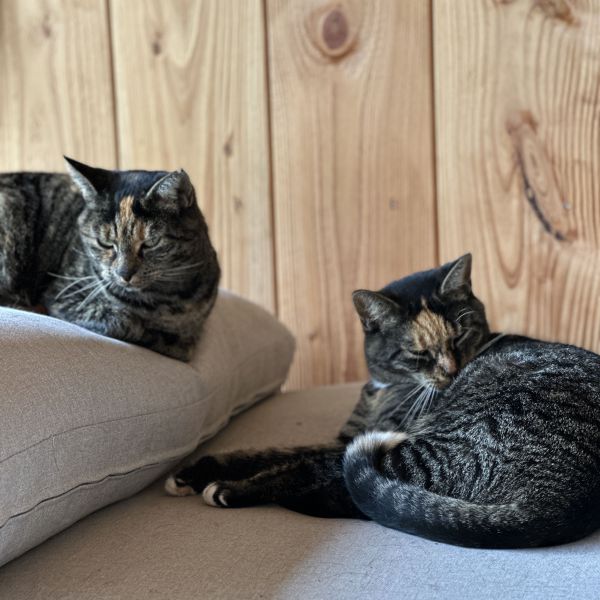 Nomi, Roxy uit Leusden zoekt een Kattenoppas
